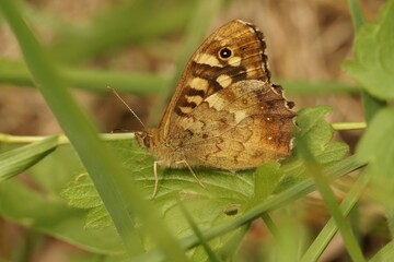 Closeup on the brown Speckled wood butterfly, Pararge aegeria , sitting on a green leaf with closed wings