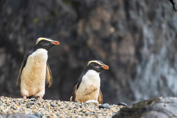 Fiordland penguin (Eudyptes pachyrhynchus)