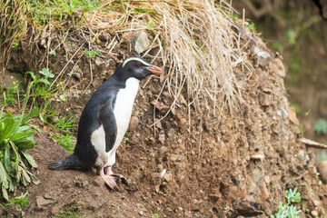 Fiordland penguin (Eudyptes pachyrhynchus)
