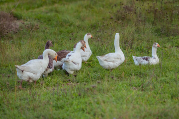 Domestic geese on a meadow. Geese in the grass, domestic bird, flock of geese