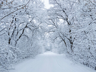 Picturesque snowy trees in a winter atmosphere after snowfall. A path among trees in a snow-covered...