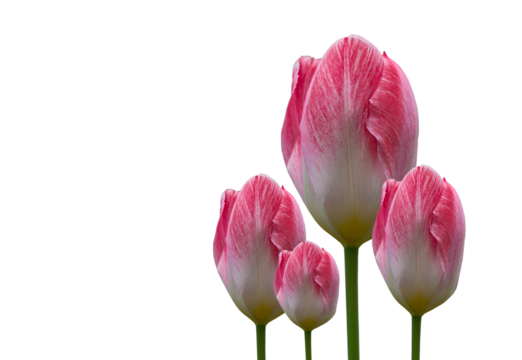 white purple tulips isolated on white background.. Birthday card, Mother Day card, valentine day, marriage, greeting card, postcard, invitation. Copy space pattern wallpaper banner cover mockup for yo