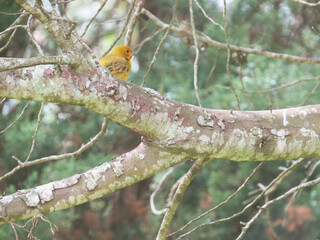 Bird on a branch