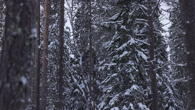 finnish winter landscape of a taiga forest with snow on the trees