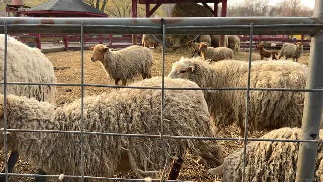 A wooly sheep removes its head from fencing