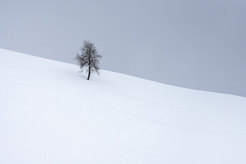 Fototapeta na wymiar L'albero nella neve