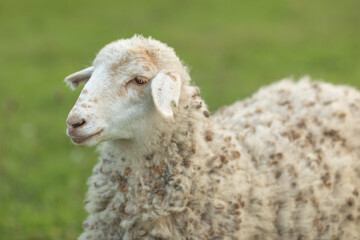 Sheep in nature green meadow on a grass