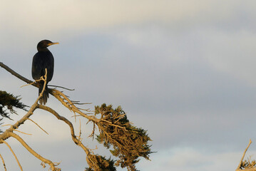 Neotropic cormorant (Nannopterum brasilianum, formerly Phalacrocorax brasilianum), perched on a tree.
