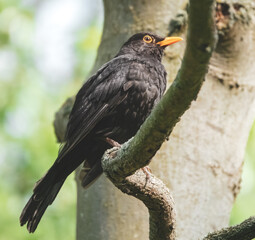Amsel im Baum