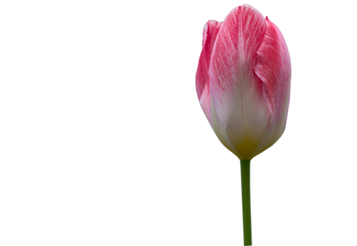 white purple tulip isolated on white background. Birthday card, Mother Day card, valentine day, marriage, greeting card, postcard, invitation. Copy space pattern wallpaper banner cover mockup for your