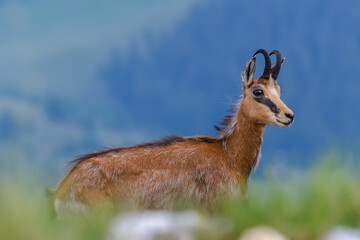 Beautiful portrait of a chamois or Rupicapra rupicapra, a majestic species of wild goat from the Alps, in its natural alpine habitat. Hairy horned Carpathian Chamois standing on top of the mountain
