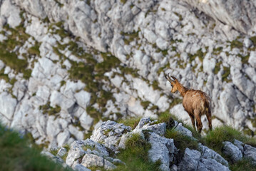 Chamois or Rupicapra rupicapra posing, standing on the edge of mountain cliff with rocks in the background. Chamois is a majestic species of wild goat from the Alps and the Carpathian mountains
