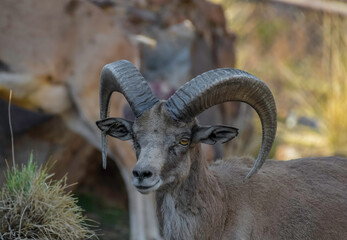 Bighorn sheep or mountain sheep Ram with big horns