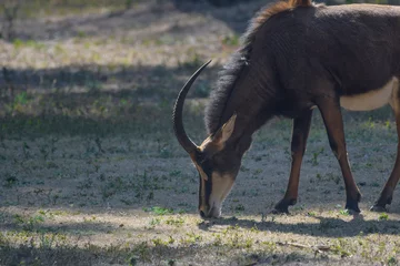 Draagtas Giant sable antelope in South Africa © shams Faraz Amir