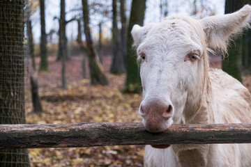 Donkey bites some tasty wood