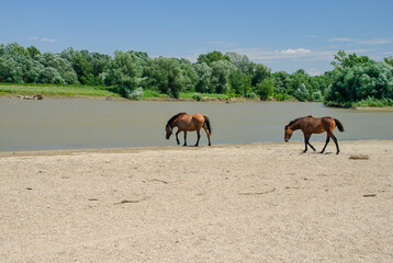 Two red horses, a red mare and her foal, walking on a river bank towards the water, to quench their thirst in hot summer day of August. Nothing to eat, the other shore is covered with large willows