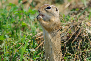 A European ground squirrel (Spermophilus citellus) or souslik standing in the natural environment, a green meadow in spring, near its burrow, eating seads and grass, close up, detail. Wildlife scene