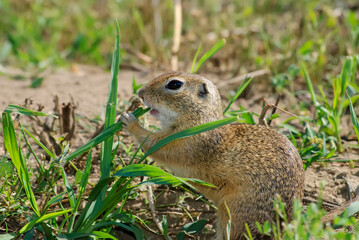 Naklejka na ściany i meble A European ground squirrel (Spermophilus citellus) or souslik standing in the natural environment, a green meadow in spring, near its burrow, eating seads and grass, close up, detail. Wildlife scene