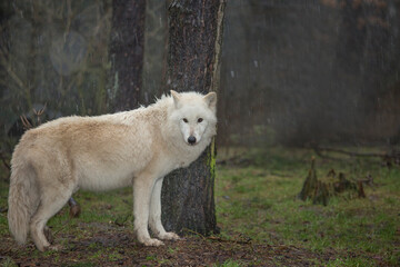 ein wolf steht alleine im regen in einem wald, Canis lupus arctos