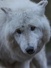 portrait von einem polarwolf, der seinen kopf schräg hält, Canis lupus arctos