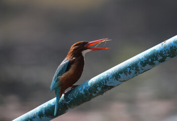 White throated or white breasted kingfisher feeding in Bharatput bird sanctuary also known as Keoladeo national park