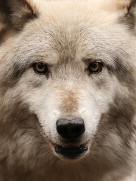 portrait von einem polarwolf, Canis lupus arctos