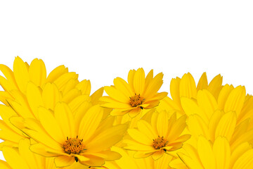 yellow flowers daisy isolated on white background. Birthday card, Mother's Day card, invitation. Copy space, pattern, wallpaper, banner, cover, mockup, for your design, horizontal