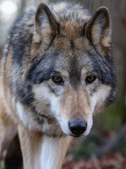 Naklejka na ściany i meble portrait von einem timberwolf, canis lupus