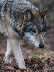 portrait von einem timberwolf, canis lupus