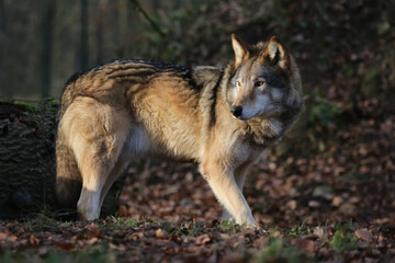 ein timberwolf in einem wald, canis lupus