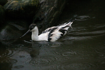 A close up of an Avocet