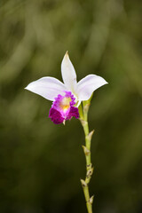 Bamboo orchid