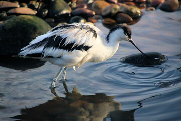 A close up of an Avocet