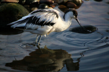 A close up of an Avocet