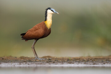 African Jacana standing against a neutral natural background