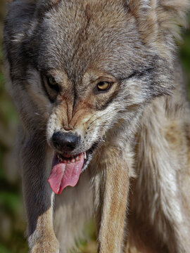 portrait von einem wolf, der die z&auml;hne fletscht, nahaufnahme vom kopf in frontalansicht