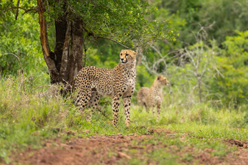 Wild Cheetahs on the hunt in a green and natural habitat