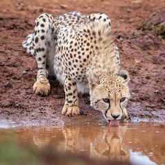 Wild Cheetah drinking in a puddle of water