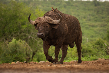 African buffalo walking with two Red-billed oxpeckers mounted on top