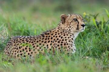 Wild Cheetah resting in the grass 