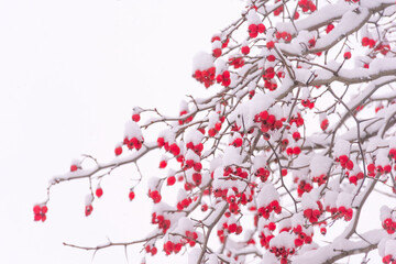 Hawthorn branches with ripe fruits covered with a thick layer of freshly fallen snow.