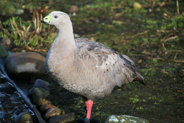 A view of a Cape Barren Goose