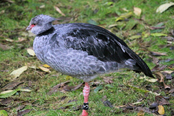 A view of a Crested Screamer