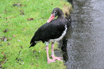 A view of a Black Spur Goose