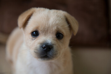 portrait of golden puppy