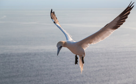 Northern gannet lands on the montain cliff on the island of Heligoland.