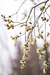 Close-up of willow buds. Österbotten/Pohjanmaa, Finland