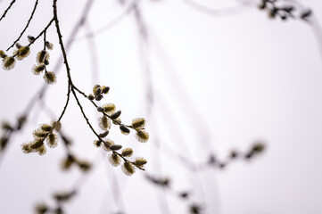 Close-up of willow buds. Österbotten/Pohjanmaa, Finland © Sofie K