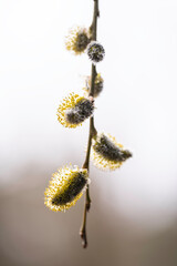 Naklejka premium Close-up of a willow bud. Österbotten/Pohjanmaa, Finland
