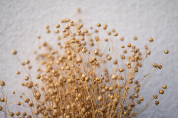 Close-up of dried flax. White background. Österbotten/Pohjanmaa, Finland